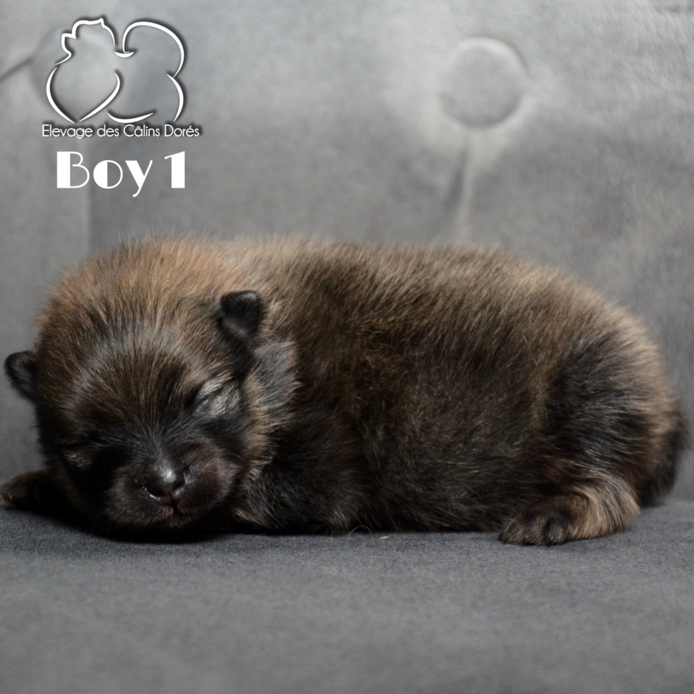 Male sable 139 gr