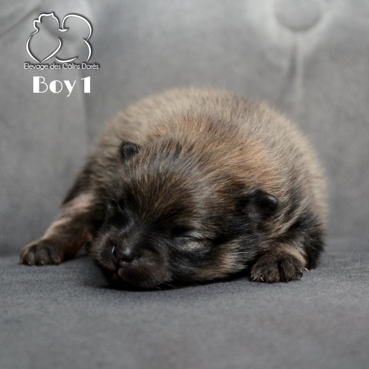 Male sable 139 gr