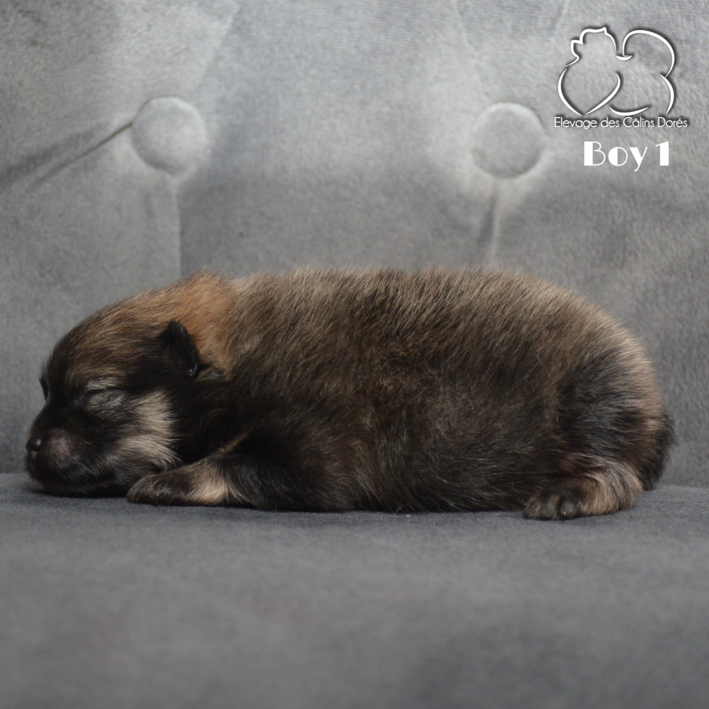 Male sable 139 gr