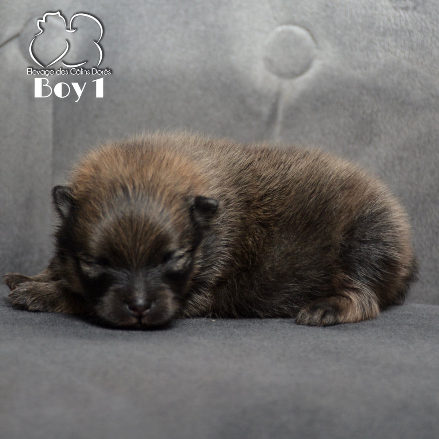 Male sable 139 gr