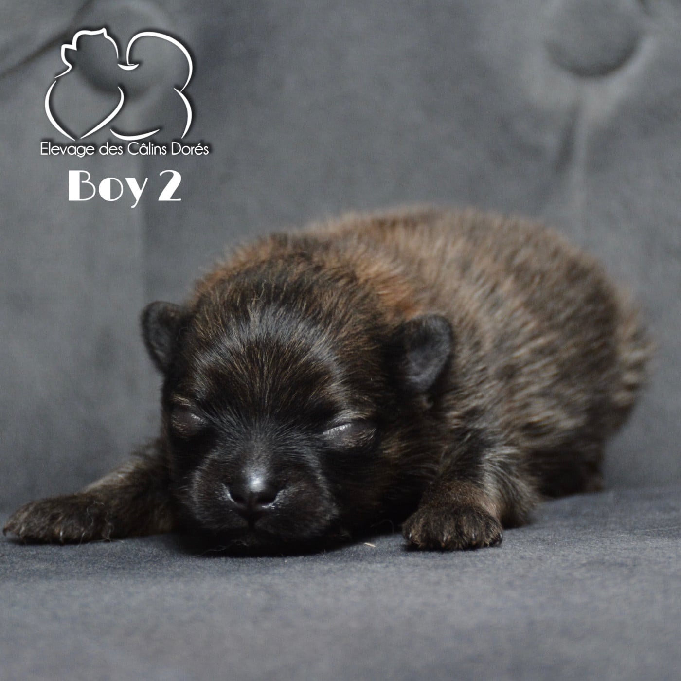 Male sable 124 gr