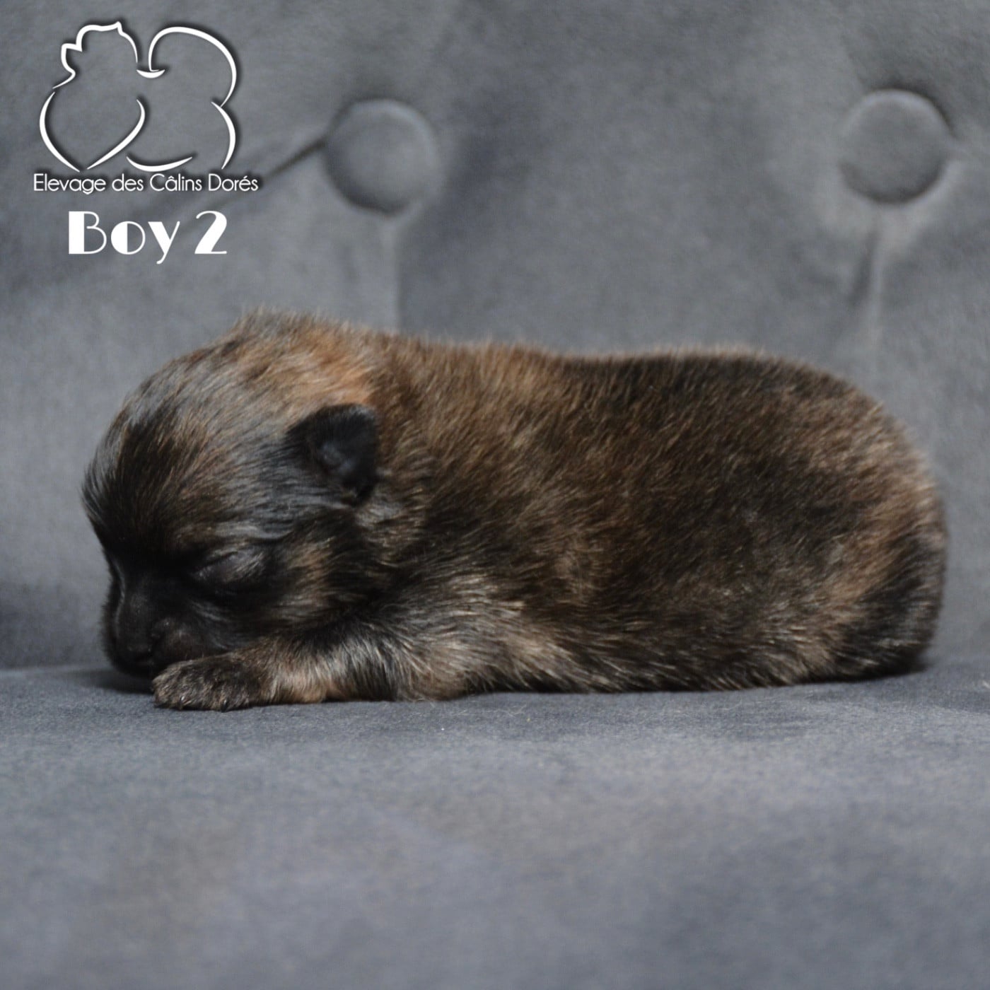 Male sable 124 gr