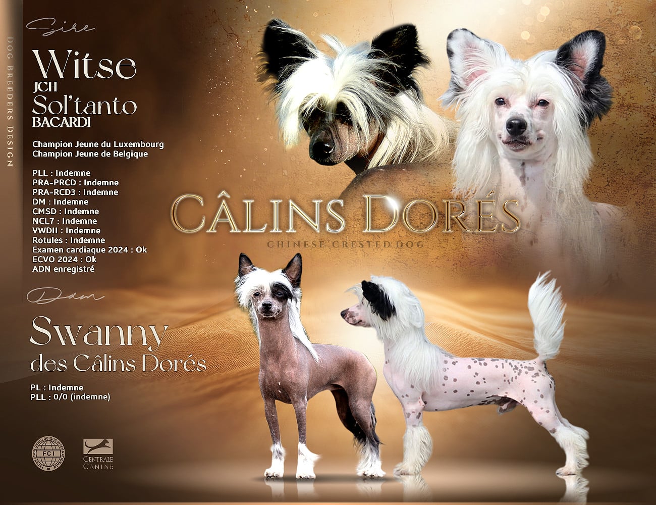Chien chinois à crête - Des Câlins Dorés