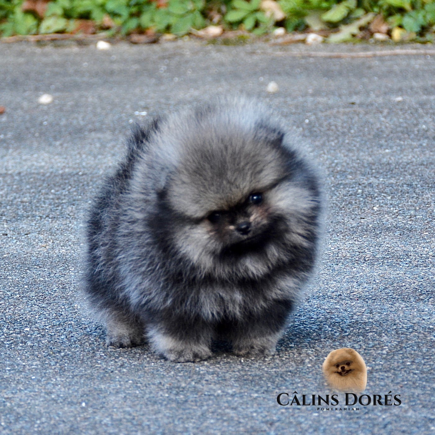 Bowie des Câlins Dorés