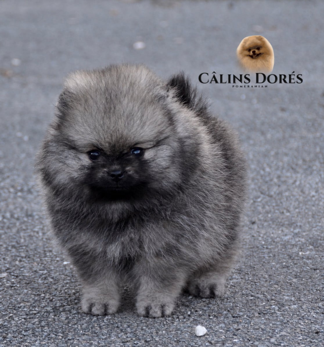 Berlioz des Câlins Dorés