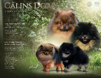 Spitz allemand - Valentine Femelle Pomeranian Disponible - Des Câlins Dorés