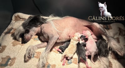 Les chiots de Chien chinois à crête