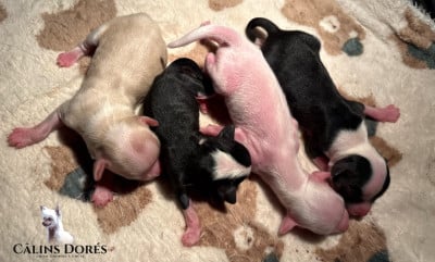 Les chiots de Chien chinois à crête