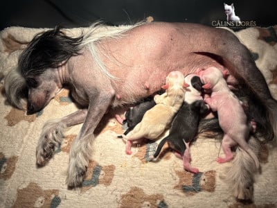 Les chiots de Chien chinois à crête