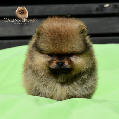 Les chiots de Spitz allemand