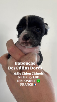 Les chiots de Chien chinois à crête