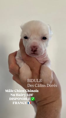 Les chiots de Chien chinois à crête