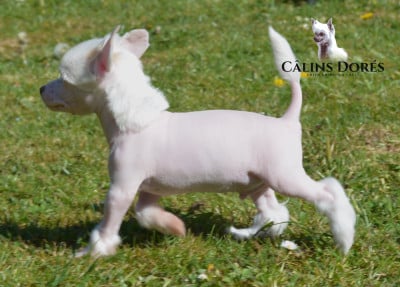 Les chiots de Chien chinois à crête