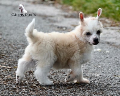 Les chiots de Chien chinois à crête