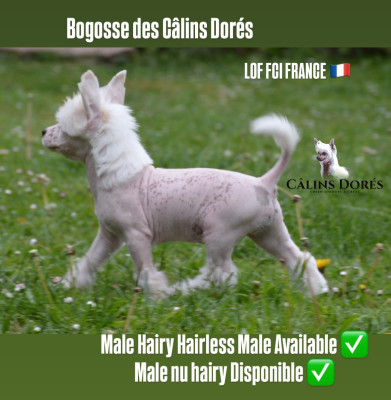 Les chiots de Chien chinois à crête