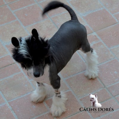 Les chiots de Chien chinois à crête