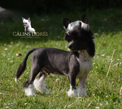 Les chiots de Chien chinois à crête