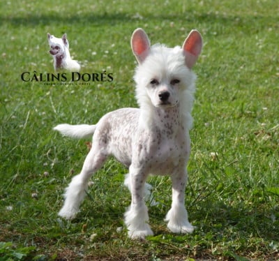 Les chiots de Chien chinois à crête