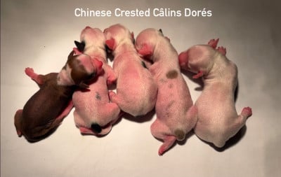 Les chiots de Chien chinois à crête