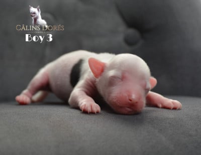 Les chiots de Chien chinois à crête