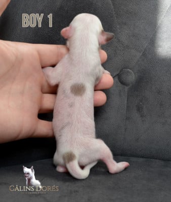 Les chiots de Chien chinois à crête