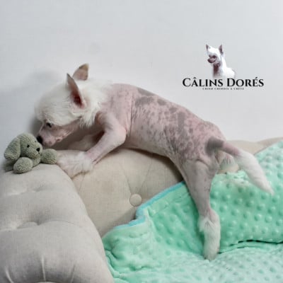 Les chiots de Chien chinois à crête