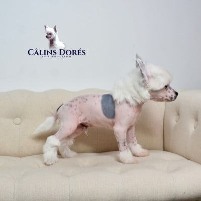 Les chiots de Chien chinois à crête