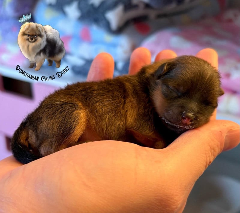 Spitz allemand - Des Câlins Dorés