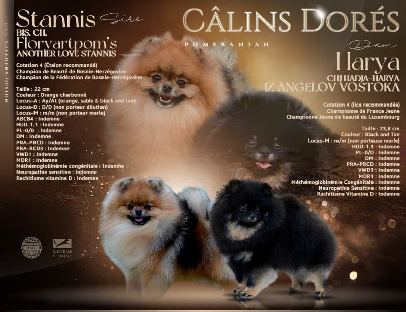 Spitz allemand - Des Câlins Dorés
