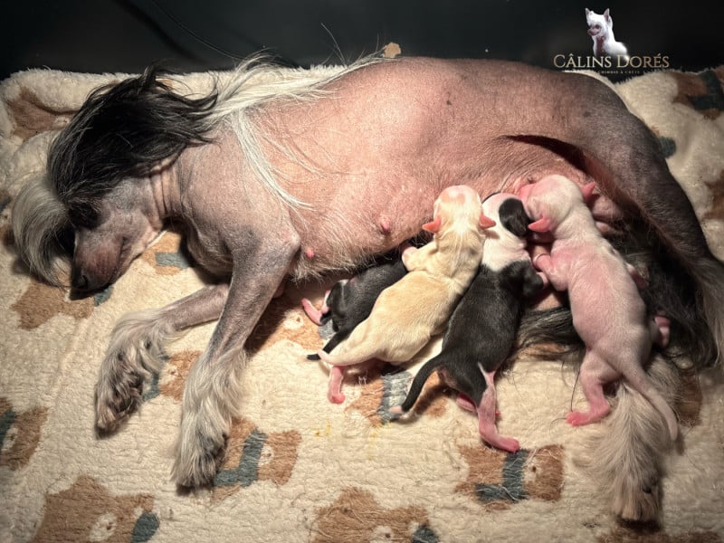 Chien chinois à crête - Des Câlins Dorés