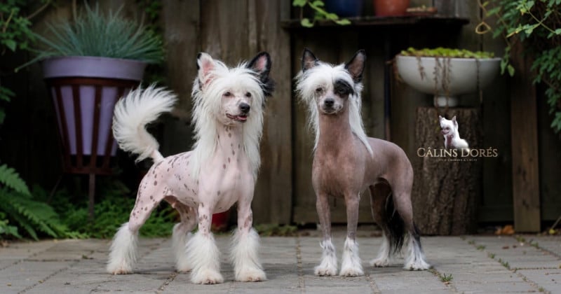 Chien chinois à crête - Des Câlins Dorés