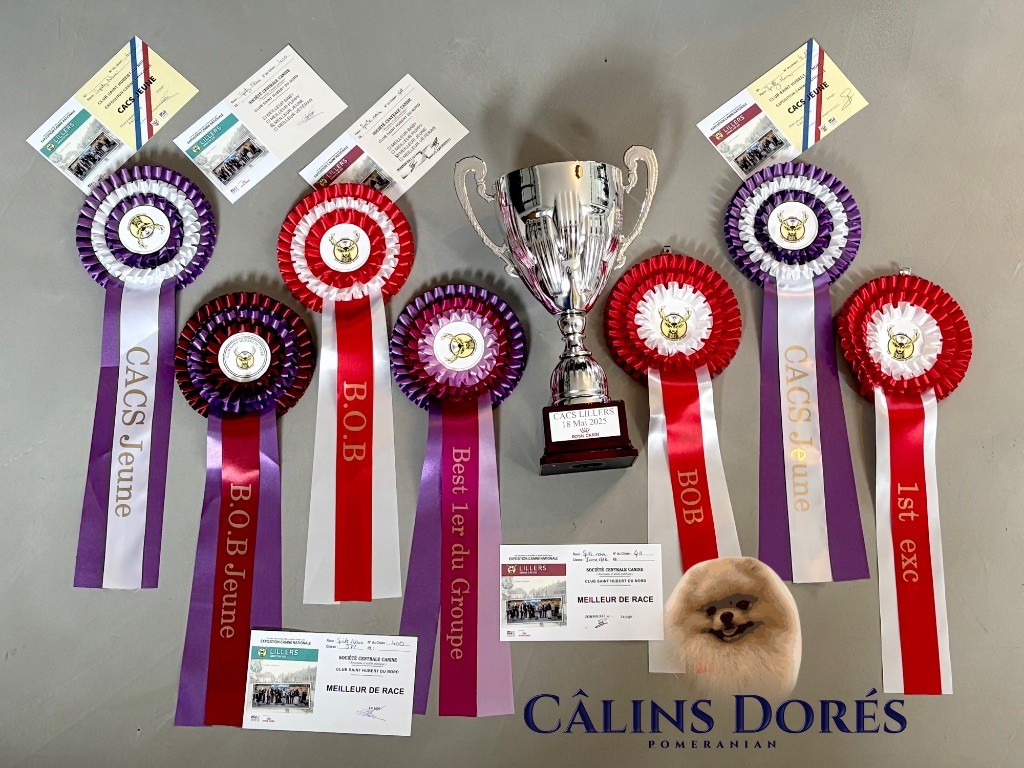 CH. majestas vestra Feyd - 1er EXCELLENT BOBJ BOB Meilleur des Jeunes et Meilleur de race