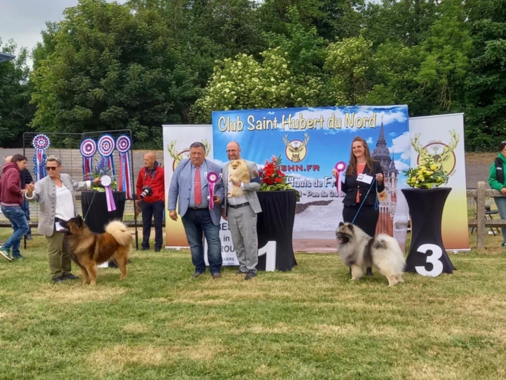 CH. majestas vestra Feyd - 1er EXCELLENT CACSJ BOBJ BOB BOG1 Meilleur des Jeunes, de race et du groupe 5