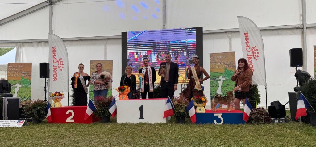 Viviane Des Câlins Dorés - 1ERE TRES PROMETTEUSE BEST BABY puis BEST IN SHOW BABY