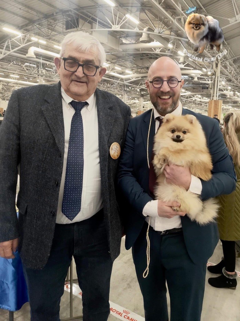 CH. majestas vestra Feyd - 1er EXCELLENT CACSJ BOBJ BOB Meilleur Jeune & Meilleur de race