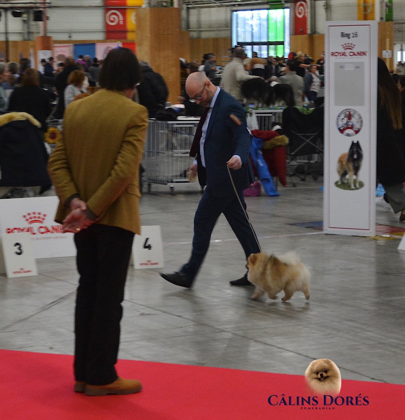 CH. majestas vestra Feyd - 2ème Excellent /4