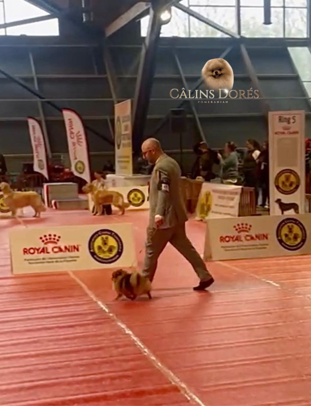 Votre altesse valya Des Câlins Dorés - 2ème Excellente