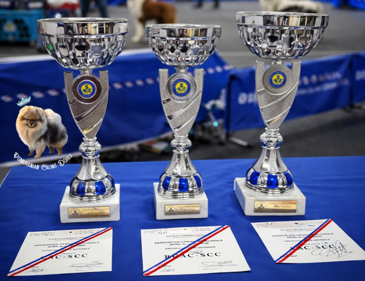 Votre altesse valya Des Câlins Dorés - 2ème EXCELLENTE RCACS