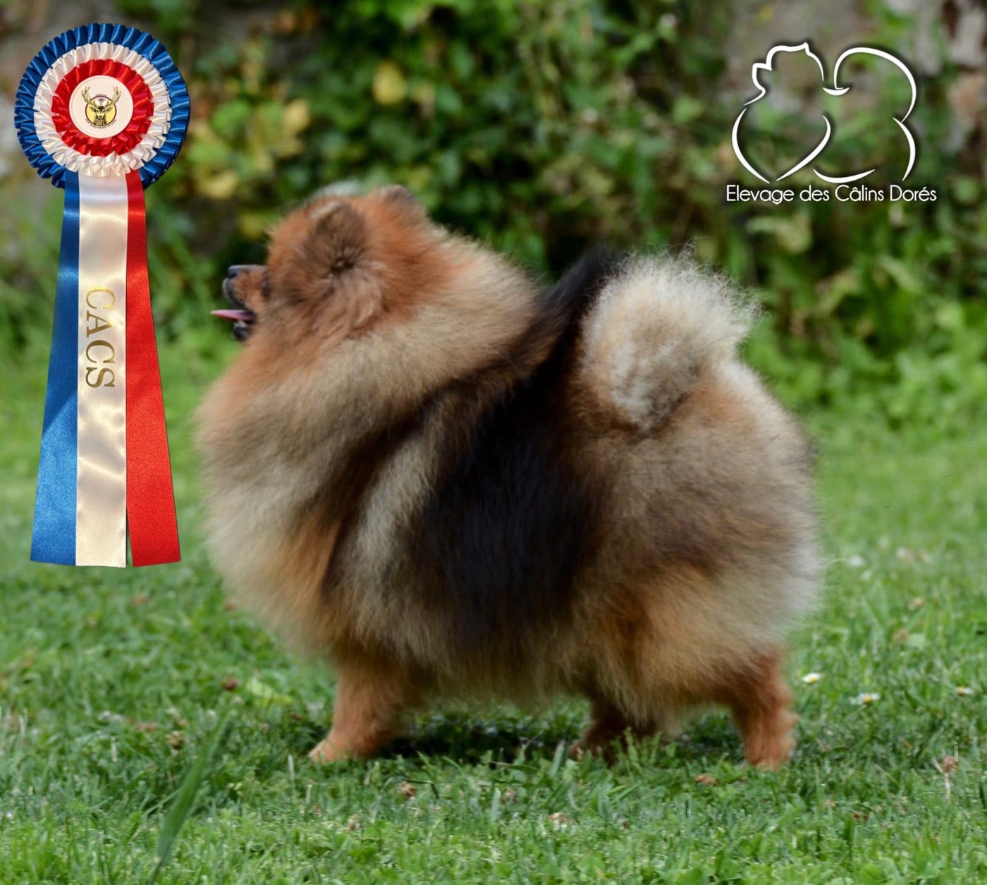 Votre altesse valya Des Câlins Dorés - 1er EXCELLENT CACS et Test D'aptitudes Naturelles Validé