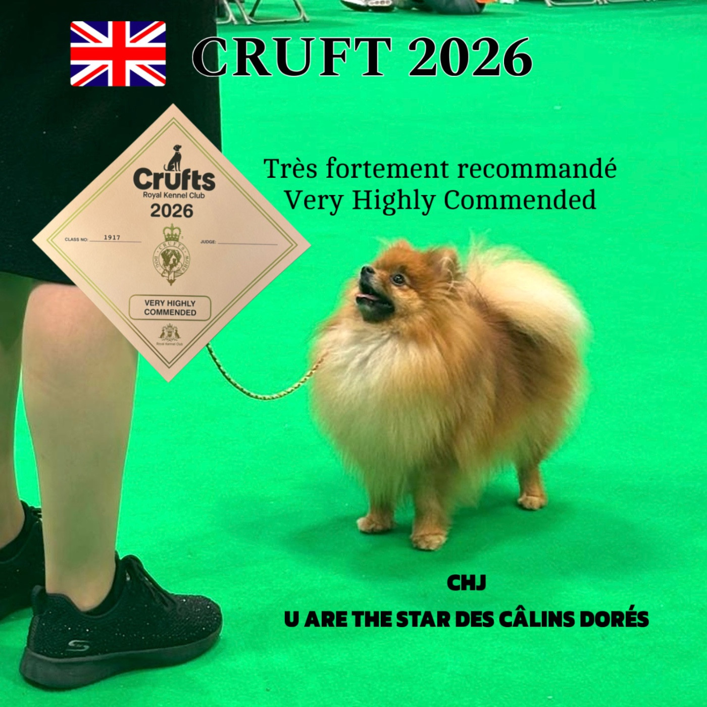 CH. U are the star Des Câlins Dorés - Très fortement recommandé Very Highly Commended (5th Place)