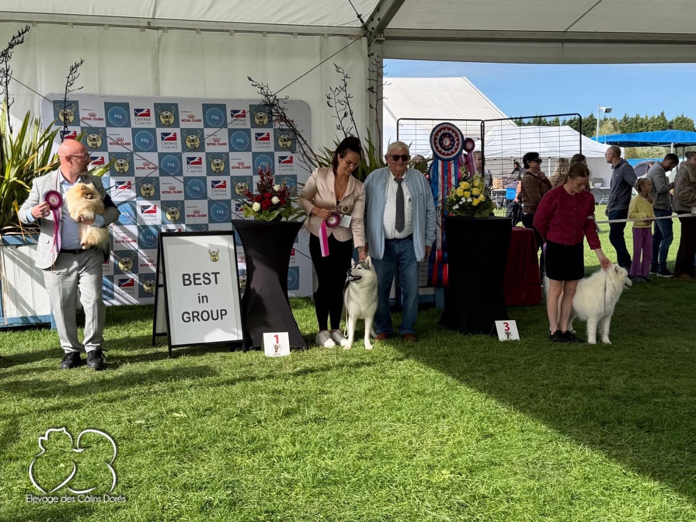 CH. majestas vestra Feyd - 1er EXCELLENT CACS BOB 1er sur 26 inscrits / BIG 2eme sur 717 inscrits