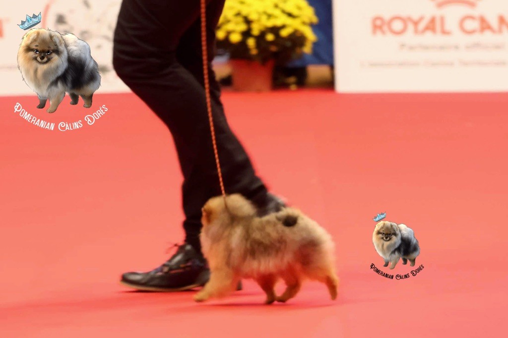 Viviane Des Câlins Dorés - TRES PROMETTEUSE BEST BABY