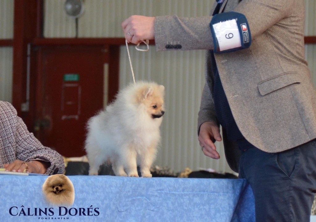 CH. majestas vestra Feyd - TRES PROMETTEUR/ BEST BABY