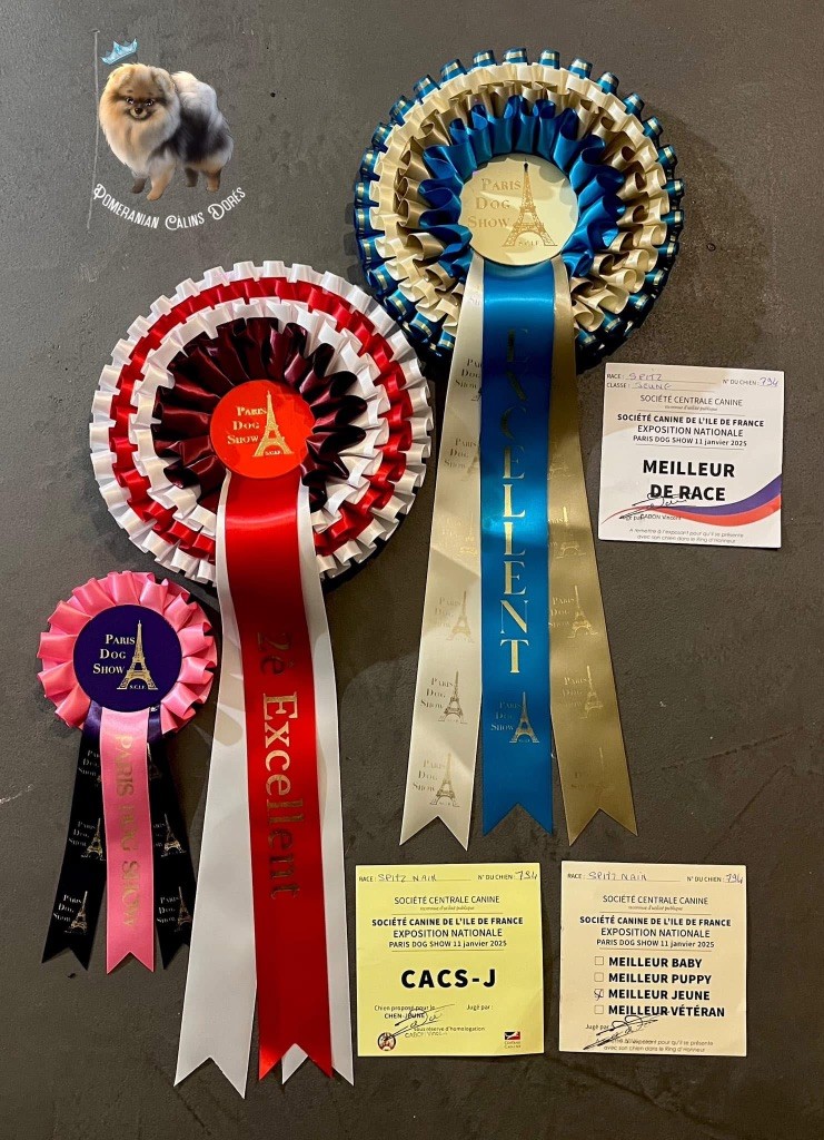 CH. majestas vestra Feyd - 2ème EXCELLENT