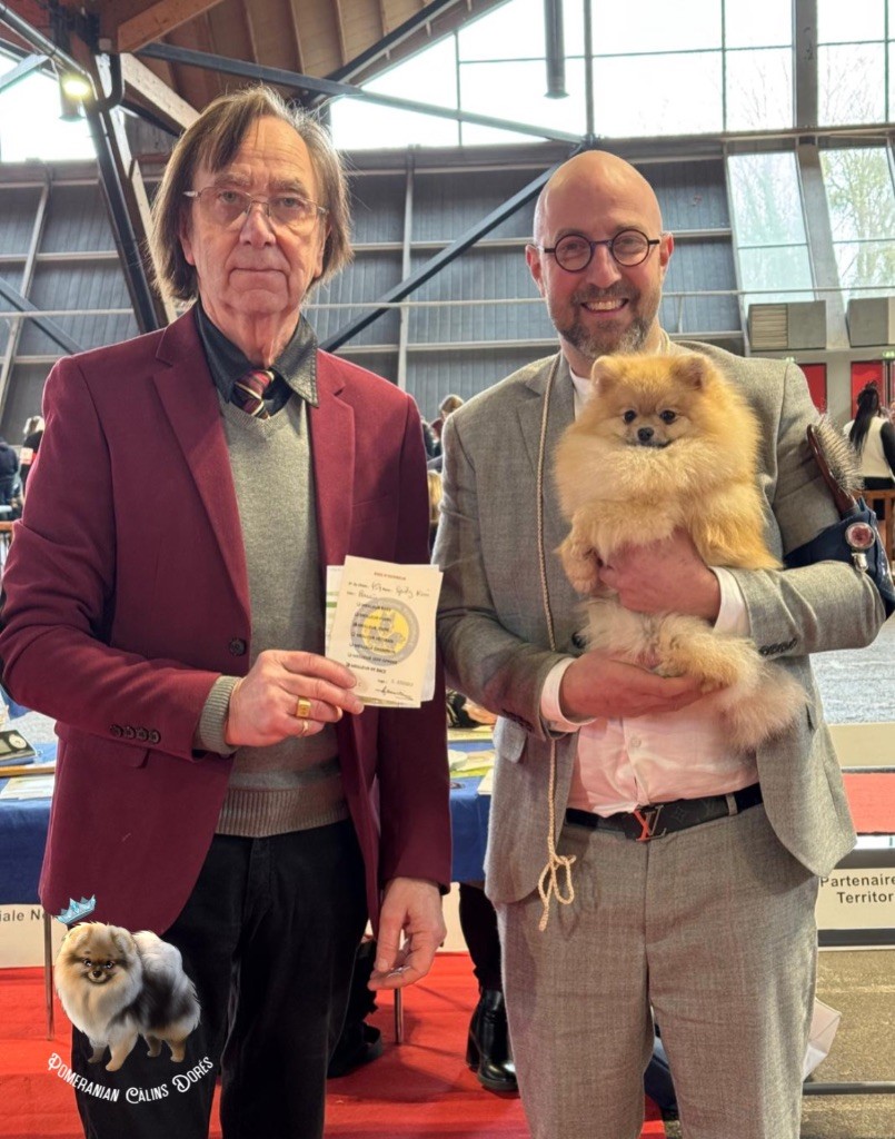 CH. majestas vestra Feyd - 1er EXCELLENT CACSJ BOBJ & BOB Meilleur de race et Meilleur Jeune