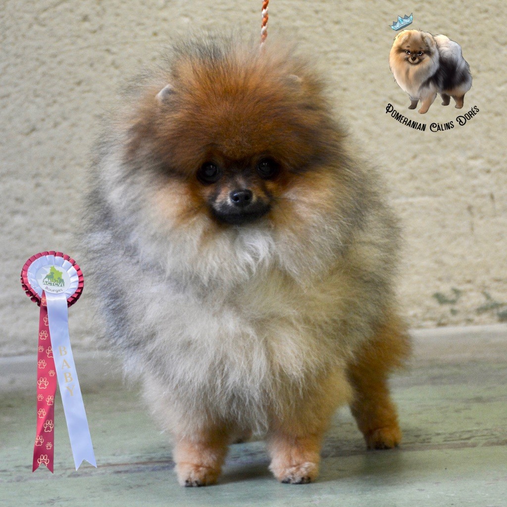 Votre altesse valya Des Câlins Dorés - TRÈS PROMETTEUSE BEST BABY