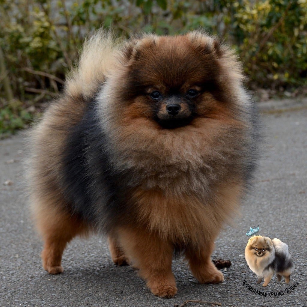 Viviane Des Câlins Dorés - 5ème EXCELLENTE SUR 32 femelles Jeunes