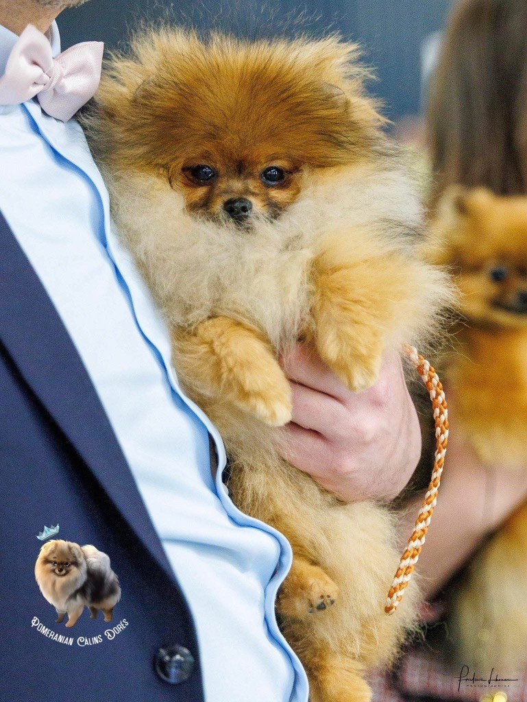 Votre altesse valya Des Câlins Dorés - TRÈS PROMETTEUSE (2ème sur 3)