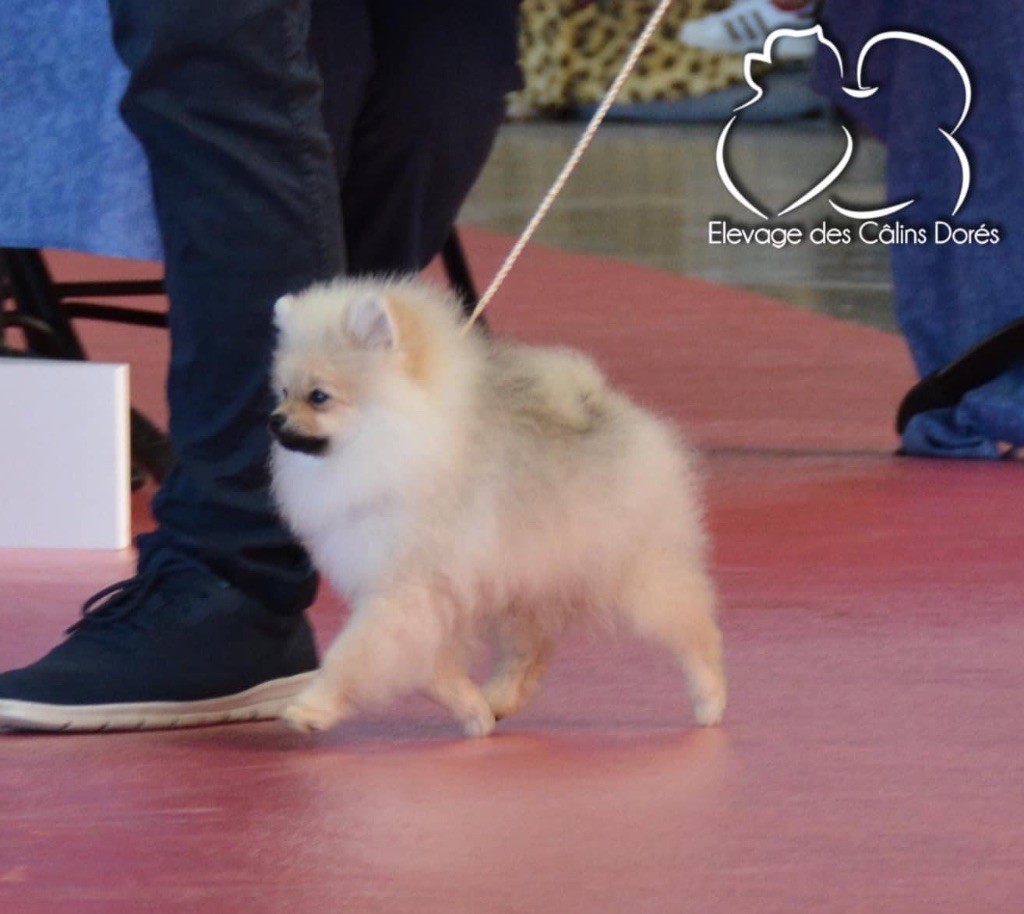 CH. majestas vestra Feyd - TRES PROMETTEUR - BEST BABY