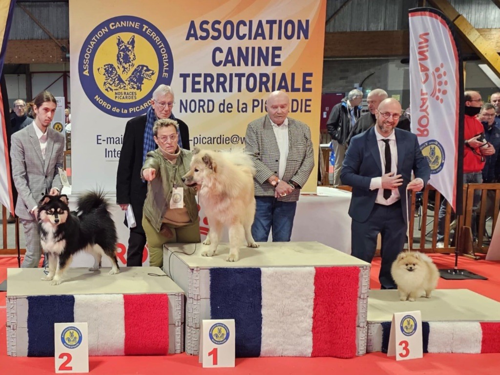 CH. majestas vestra Feyd - 1er EXCELLENT CACSJ BOBJ BOB BOGJ3 meilleur jeune, de race et 3e au groupe junio